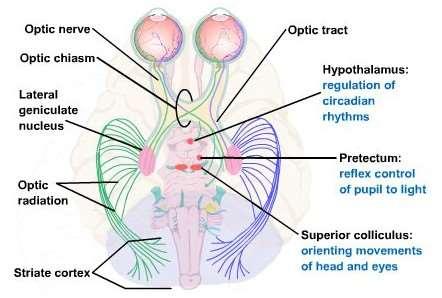 Tractus opticus 4.