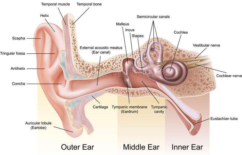 A fülkagyló mélyéről indul a külső hallójárat (meatus acusticus externus).