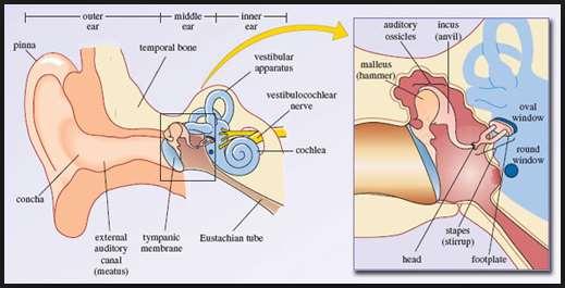 Középfül (auris media) Ingerátalakító. A dobhártya rezgéseit a hallócsontocskák közvetítésével a belsőfül folyadékterei felé közvetíti.