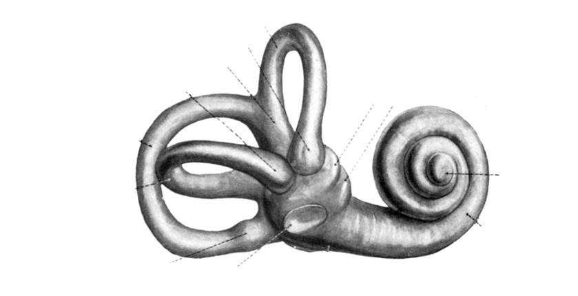 A csontos labirintus (labyrinthus osseus) Előcsarnok (vestibulum): n. vestibularis (VIII) kilépése. Félkörös ívjárat (canales semicirculares): közlekedik a vestibulummal.