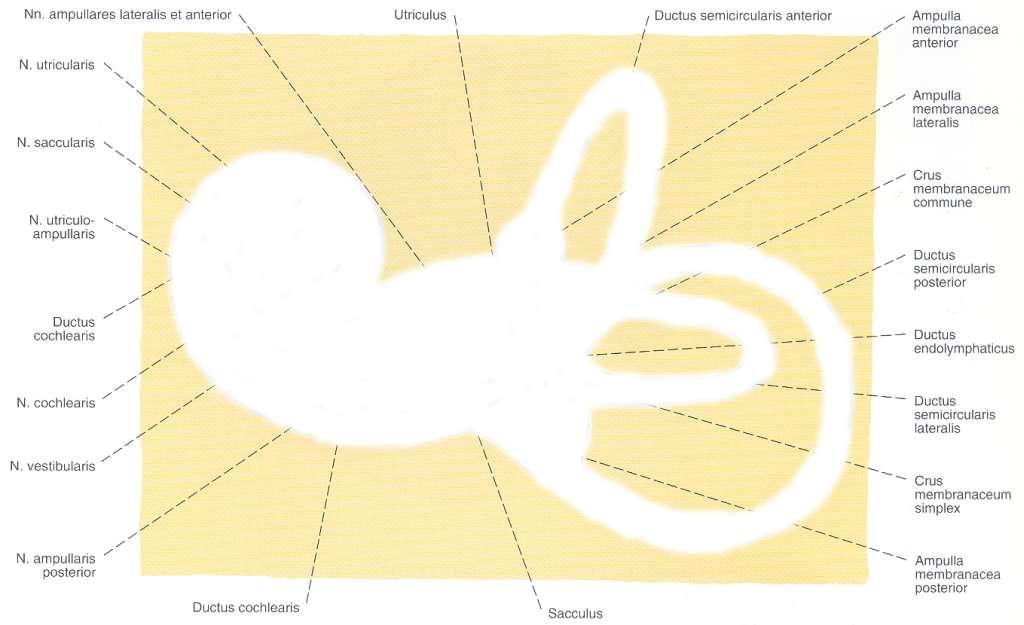 A csontos labyrinthus