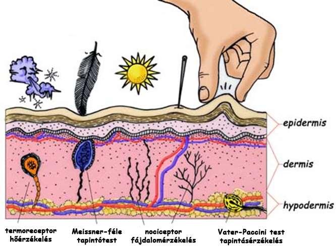 A bőr mint érzékszerv Epidermis: többrétegű elszarusodó