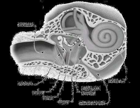 Hallószerv belső fül külső