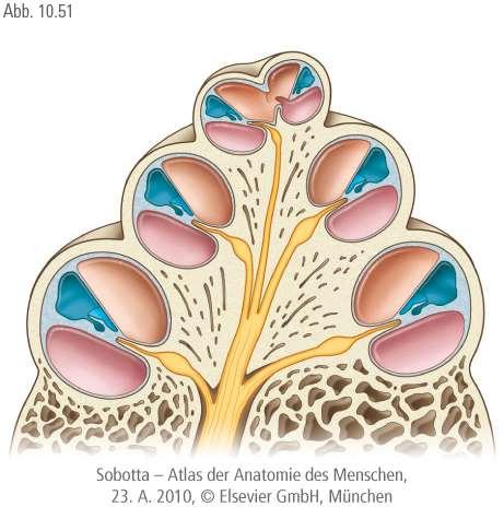 A csontos csiga (cochlea) Két és háromnegyed fordulatból áll. Tengelye a modiolus. Bázisán lépnek be a csiga erei, és a VIII. ideg n.