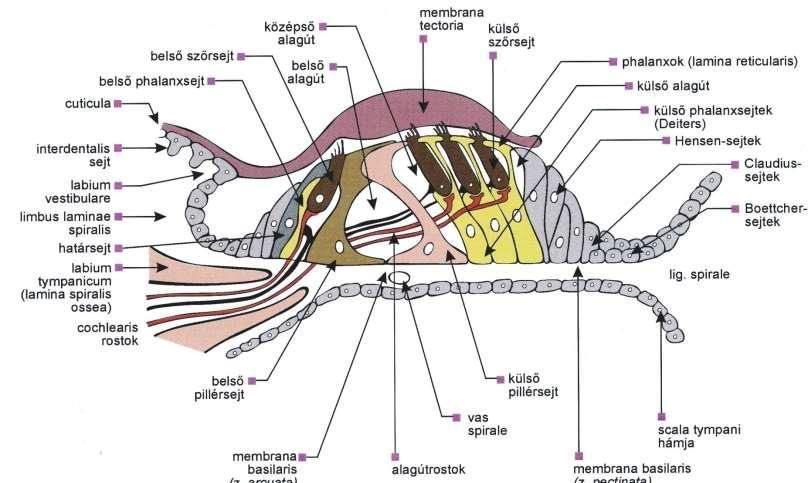 A Corti szerv sejtjei inner hair cell middle tunnel tectorial membrane outer hair cell reticular lamina inner phalangeal cells inner tunnel outer tunnel outer phalangeal cells cells cells inner