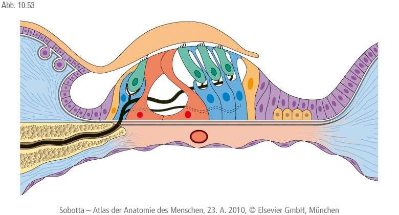 A Corti-szerv (organum spirale) Pillérsejtekből, phalanxsejtekből, támasztósejtekből és szőrsejtekből épül fel. A szőrsejtek a hallóideg (n. cochlearis, n. VIII) végződéseivel szinaptizálnak.