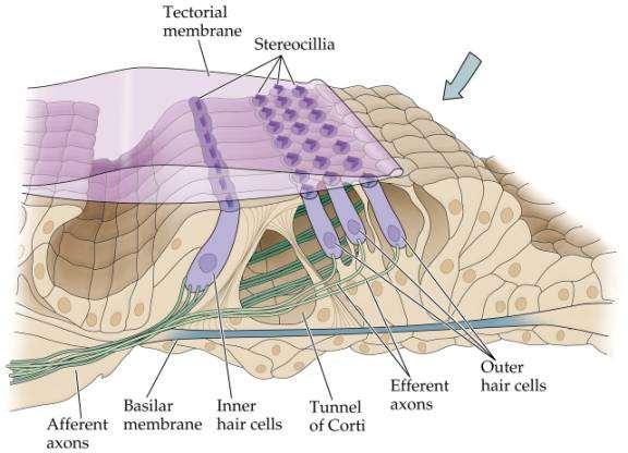 Corti-szerv (Organum spirale) Membrana tectoria: