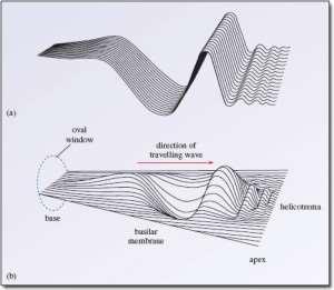 http://auditoryneuroscience.