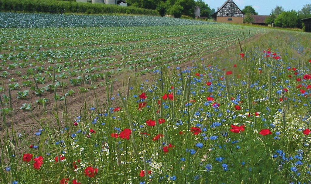 & Tscharntke, T. (27): Impor tance of pollinators in changing landscapes for world crops. Proceedings of the Royal Society B: Biological Sciences, 274, 33-313. Gallai, N., Salles, J. M., Settele, J.