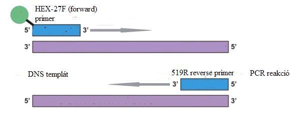 b ) DNS-iz ol ál ás A molekuláris vizsgálatokhoz 1-1 g mennyiségű talajmintából DNS kivonást végeztünk az UltraClean Soil DNA Isolation Kit (MO-BIO Laboratories, Inc.