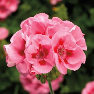 Rose Közepes növekedésű, bokrosodó és enyhén futó fajta, rózsaszín, sötét középpel.