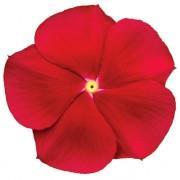 Red Jól bírja a szárazságot, alacsony tápanyagigényű, nagyvirágú, jól bokrosodó fajta, sötétpiros. Violet Jól bírja a szárazságot, alacsony tápanyagigényű, nagyvirágú, jól bokrosodó fajta, sötétlila.