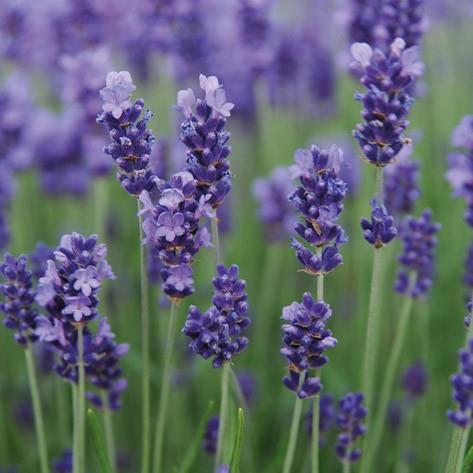 Levendula Hidcote Blue Jól bírja a szárazságot alacsony tápanyagigényű, alacsony vízigényű rengeteg virággal. Fagyálló, tartós akár -20 fokig is. Nagyon szép, lilás virágaival díszítő növény.