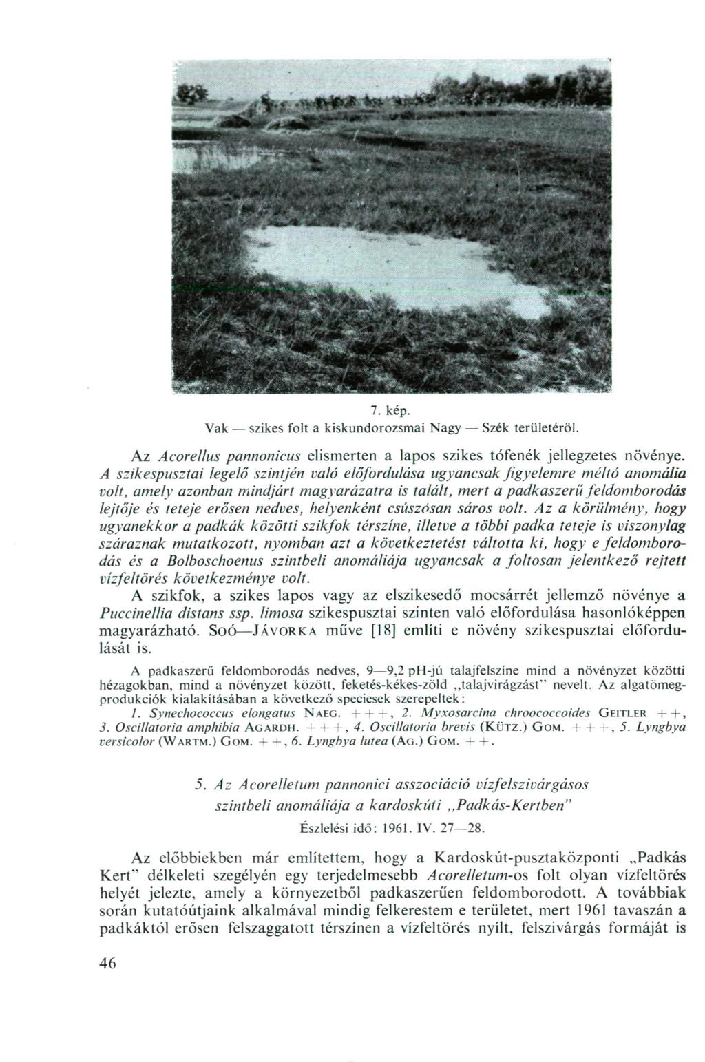 7. kép. Vak szikes folt a kiskundorozsmai N a g y Szék területéről. Az Acorellus pannonieus elismerten a lapos szikes tófenék jellegzetes növénye.