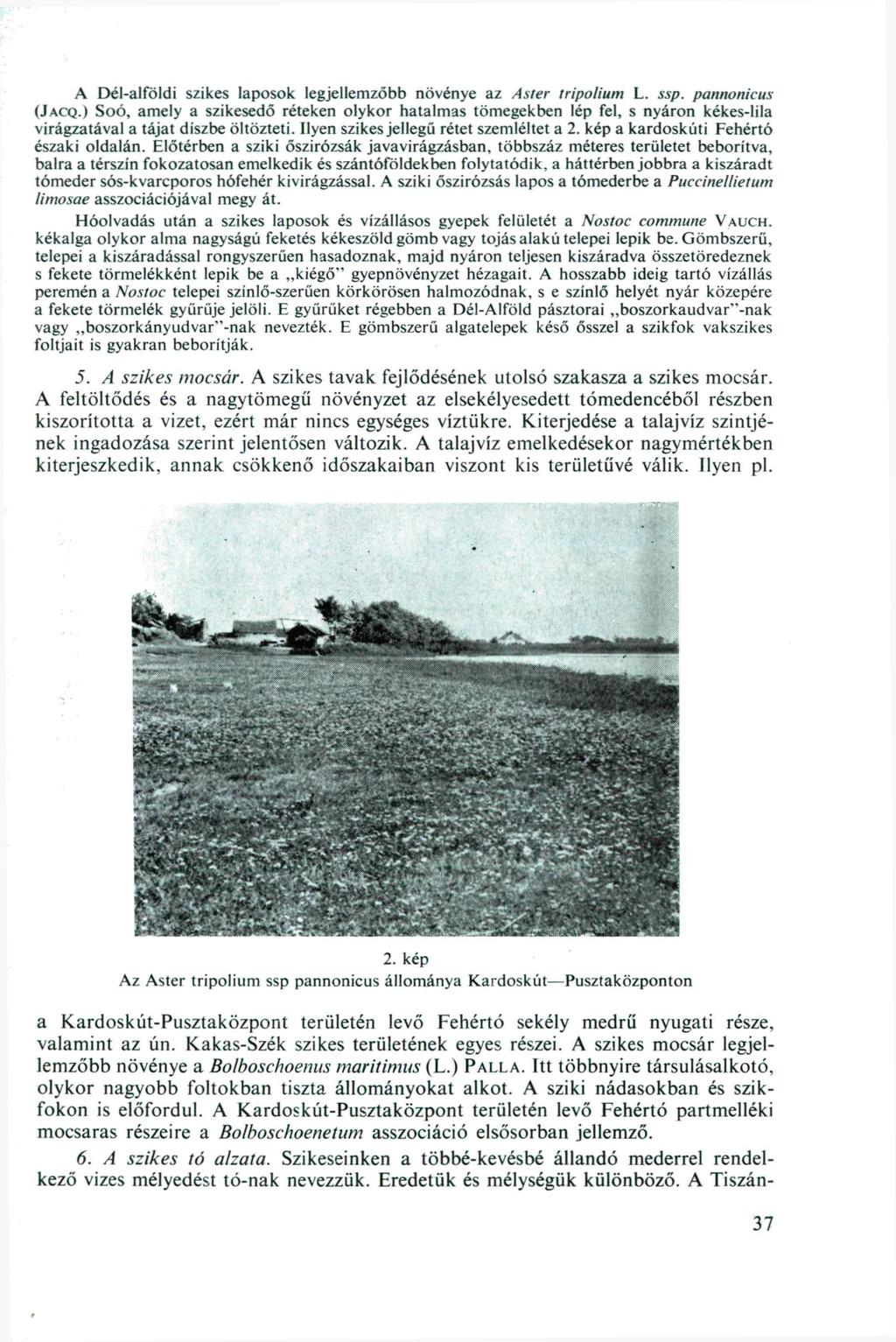 A Dél-alföldi szikes laposok legjellemzőbb növénye az Aster iripolium L. ssp. pannonicus (JACQ.