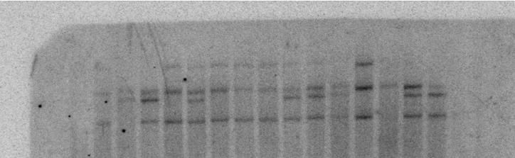 Hibridizációs próba: TC43477 λpst Ms2 9 10 16 25