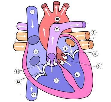 1 HIPOVOLÉMIA DETEKTÁLÁSA ARTÉRIÁS VÉRNYOMÁSGÖRBÉK ALAPJÁN 1.1 Élettani alapok 1.1.1 Az emberi vérkeringés A feladat megértésének elősegítéséhez az alábbiakban Fonyó [1] és Cseri [2] élettan könyve alapján ismertetjük az emberi vérkeringés alapvető fogalmait és azok jellemzőit.