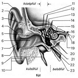 2.5. A fülkagyló A fülkagyló, mint lineáris szűrő, lineáris torzítással vesz részt a hallásban. Frekvencia átvitele irány- és távolságfüggő.