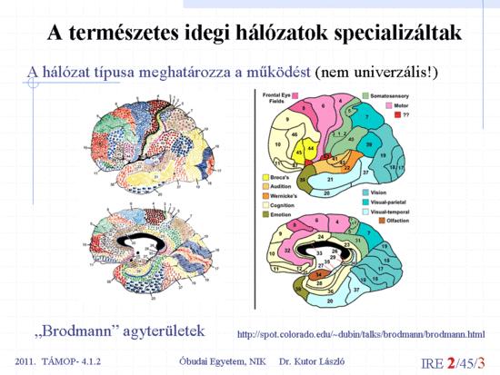 A neurális hálózatok