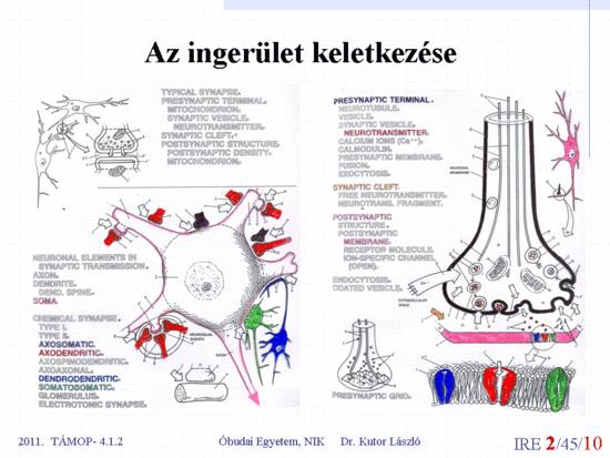 A neurális hálózatok