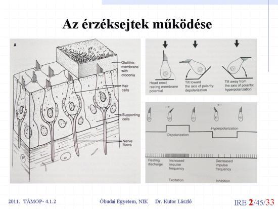 A neurális hálózatok