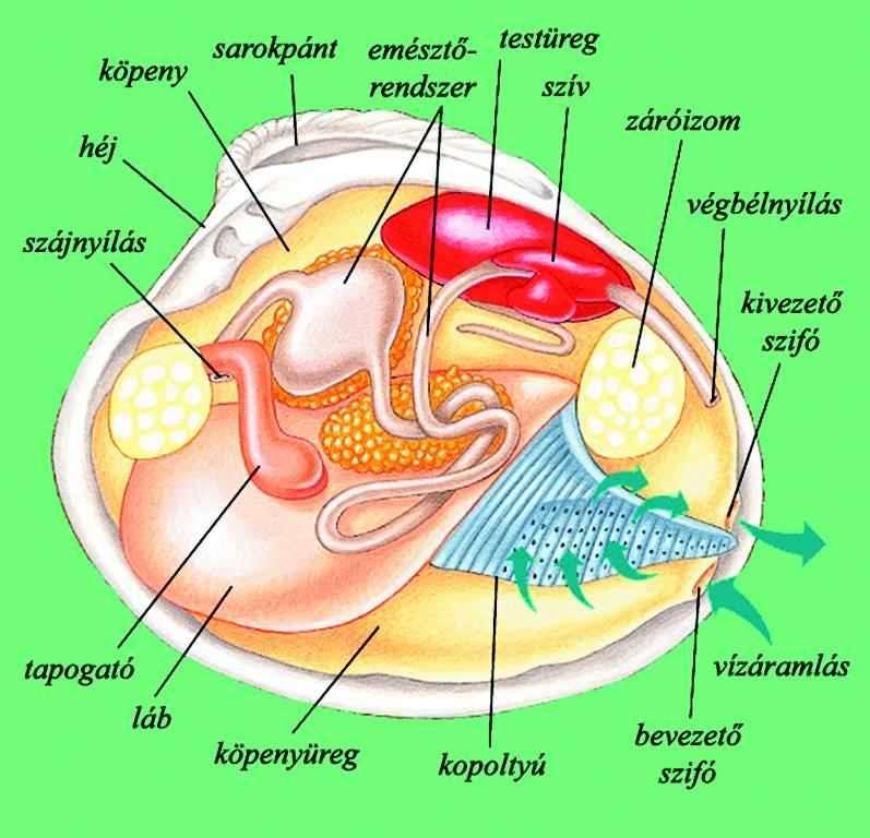 A vizet megszűri ökológiai szerep -, kivonja belőle az oxigént és a szerves törmeléket.