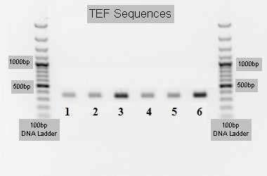 A DNS-izolálását a NucleoSpin II (Macherey-Nagel, 740770) alkalmazásával végeztük a gyári protokollt követve, melynek eredményeként átlagban 100 ng/ l koncentrációjú DNS-oldat keletkezett.