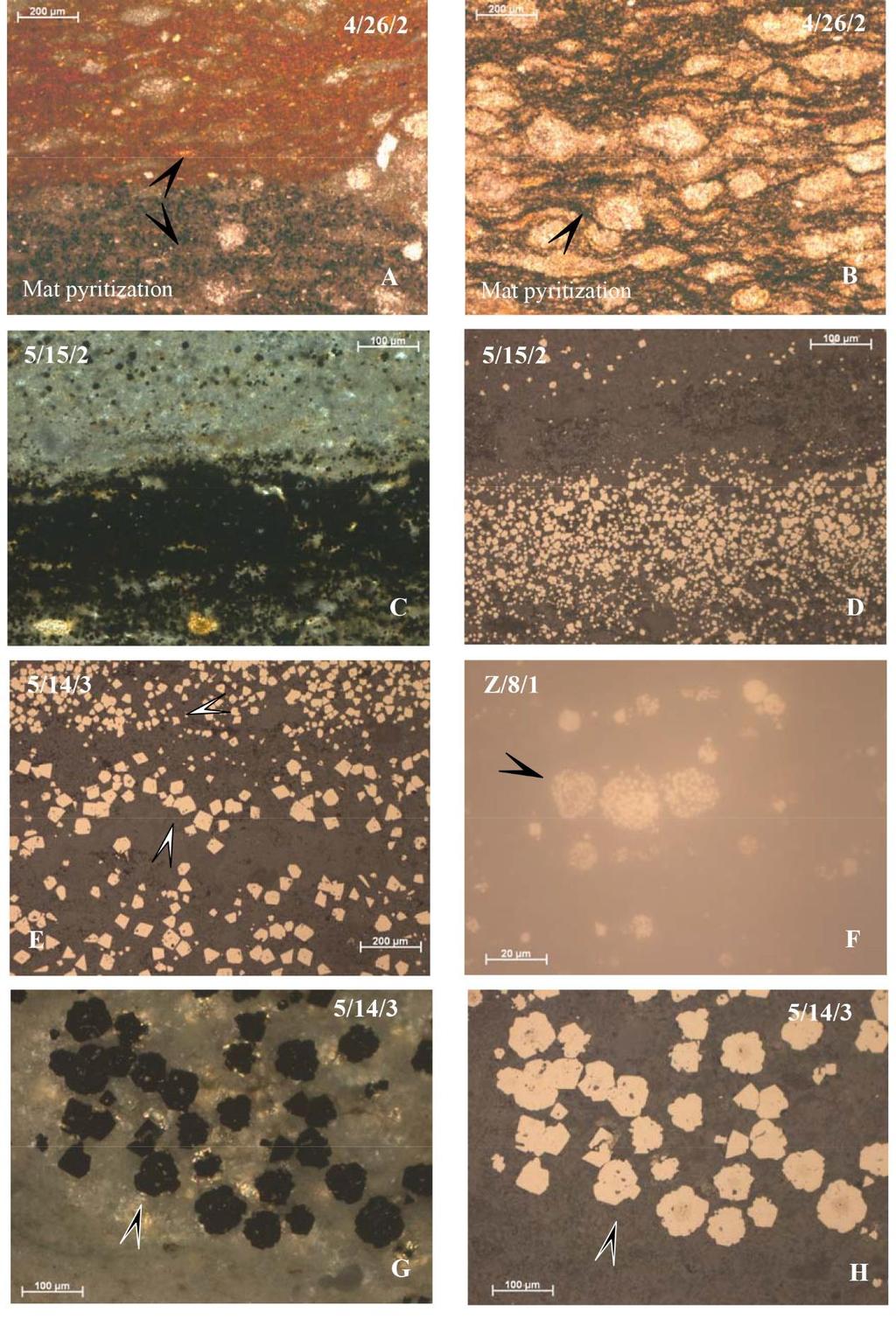 Thin section optical microscopy photos. Thin section photos showing Fe-rich biomat structures for different representative samples and magnifications (sample numbers are on the photos), and pyrite.