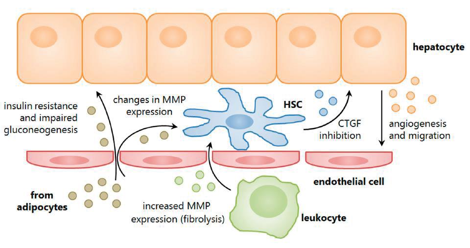 Hepatocyták Inzulinrezisztencia Változások az MMPexpresszióban Csillagsejt 3. 4. Fibrosisgátlás Angiogenezis Visceralis zsírszövet Adipocyták 1. Fokozott MMPexpresszió (fibrinolysis) 2.