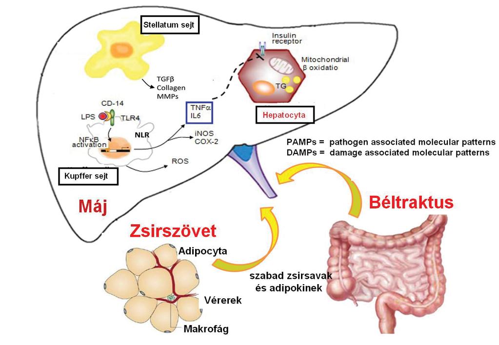 stresszt, lipidperoxidációt okoznak.