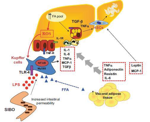 FFA HSC Csillagsejt Kupffersejt Béltraktus Bakteriális túlnövekedés Fokozott bélpermeabilitás Visceralis zsírszövet MCP-1= monocyta chemoattractant protein-1, CCL-2 MyD88 = adaptor protein FFA =