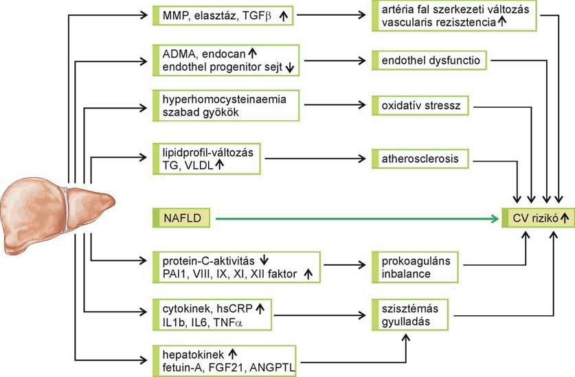 sos szövetben a Gram-negatív baktériumok sejtfalából felszabaduló LSP és a peptidoglikánok proinflammatorikus citokinek, kemokinek, prosztaglandin-e2 és nitrogén-monoxid (NO) termelését váltják ki.