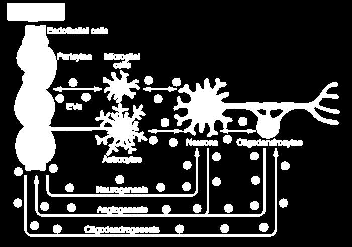 ki strokeban Yin et al. 2015 (10.1016/j.ejphar.