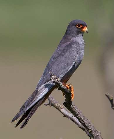 A Natura 2000 alapszabálya szerint a Natura 2000 terület céljainak elérését nem veszélyeztető