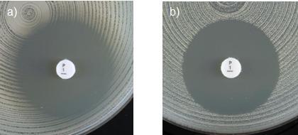 17. Staphylococcus saprophyticus törzsek természetes rezisztenciával rendelkeznek novobiocinnal szemben. (A korong körül nincs gátlási zóna.) 18.