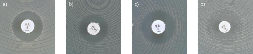 ek a Enterococcus spp. izolátumok korongdiffúziós antibiotikum érzékenységi vizsgálatához: 1. Az Enterococcus spp.