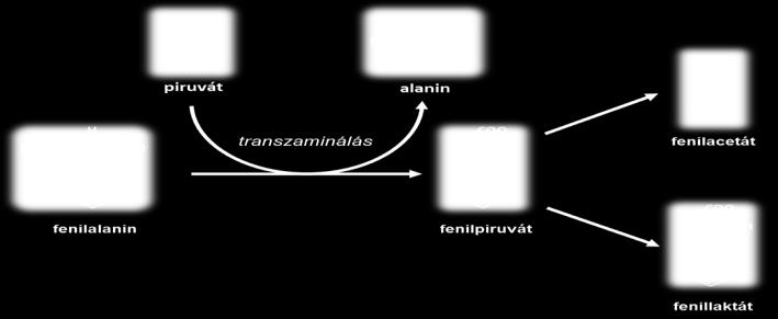 11. ábra. A fenilpiruvát, fenillaktát és fenilacetát kialakulása. A fenilpiruvát és a belőle kialakuló anyagok (fenillaktát és fenilacetát) (11.