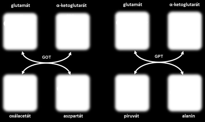 13. ábra. A GOT és a GPT által katalizált reakciók. A Warburg-féle optikai tesztet Warburg 1936-ban írta le.