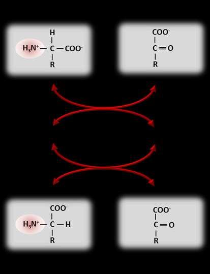 A transzaminálási reakciók feladata az aminosavak nitrogénjének eltávolítása.