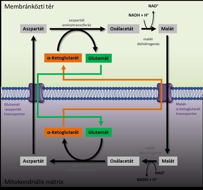 5. ábra. A malát-aszpartát inga. 1.2.2.2 Nitrogén gyűjtése glutamátba A transzaminálás fő szerepe az aminosavak amino nitrogénjének gyűjtése glutamátba. A glutamát dezaminálódhat (lásd 3.