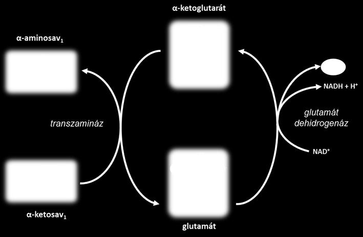 6. ábra. Transzdezaminálás. 1.2.2.4 A glükóz-alanin ciklus A glükóz-alanin ciklus a szervek közötti nitrogén transzportban jelentős szerepet tölt be. Ez a ciklus a máj és az izom között működik.