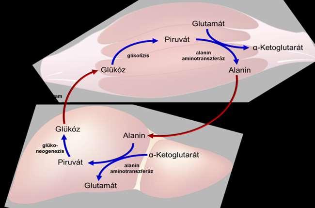 7. ábra. A glükóz-alanin ciklus. 1.2.