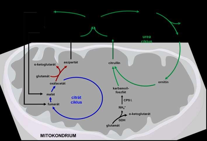 A glutamát dehidrogenáz (GDH) által katalizált reakcióban keletkező ammónia az urea ciklus