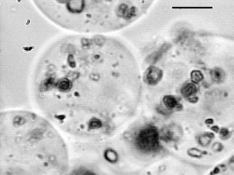 inhomogén mágneses térrel mozgathatók, szeparálhatók. 4.5.5. Zselatin gélgömbök előállítása A kémiai kötésekkel térhálósított gélgömbökhöz hasonlóan fizikai gégömbök is előállíthatók.