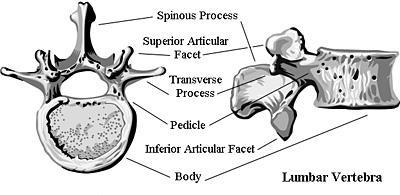 2.ábra 3. Lumbalis szakasz: Nagy, axialis nézetben bab alakú testük és az aránylag szűk háromszög alakú csigolyalyuk a jellemző rájuk.