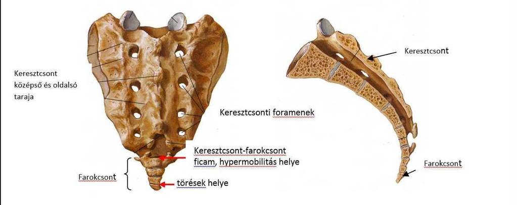 4. Sacrum: Öt keresztcsonti csigolya össze-csontosodásából keletkező, előregörbült, ékhez hasonló csont az os sacrum. Ásó alakú csont.