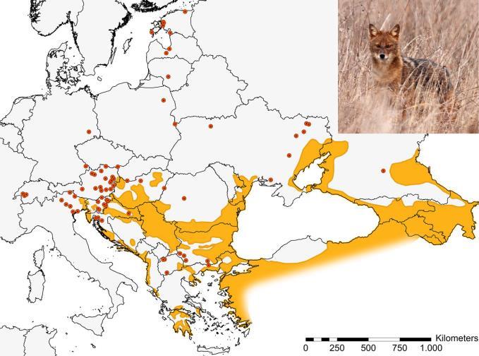Szlovéniában és Olaszországban (IUCN 2006). A legfrissebb, 2016-os adatok alapján az aranysakál a least concern (Nem fenyegetett) kategóriába van besorolva. ARNOLD et al.