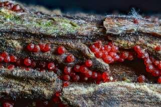 Neonectria