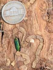 planipennis)
