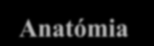 PFO